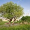 منطقه حفاظت شده تالاب نوروزلو میاندوآب