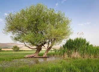 منطقه حفاظت شده تالاب نوروزلو میاندوآب