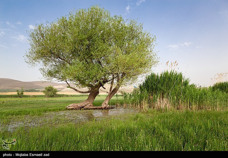 میاندوآب